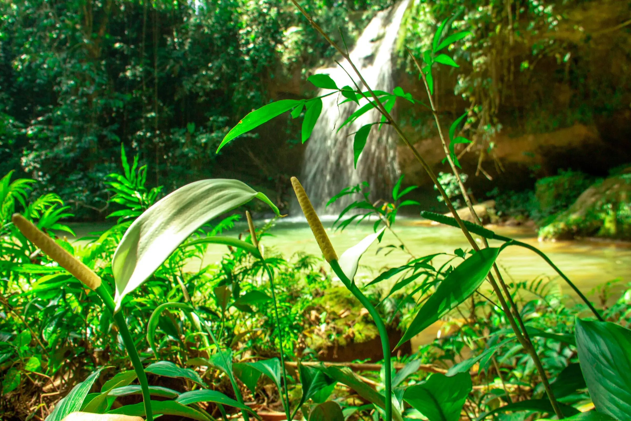 Cascada del Salto del Indio entre la vegetación