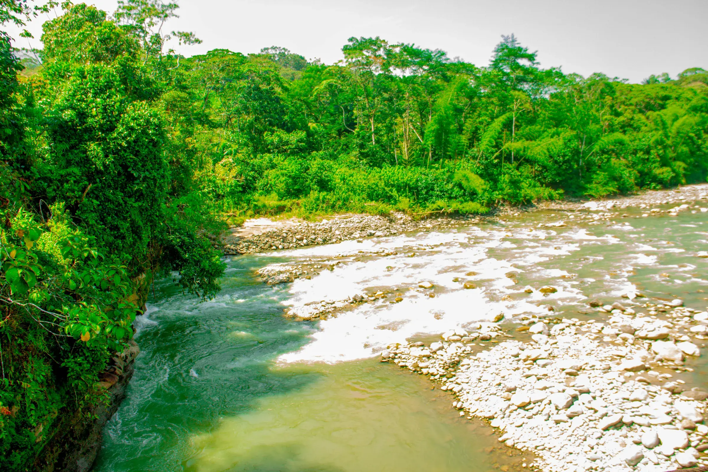 Río de aguas verdes bordeado de selva