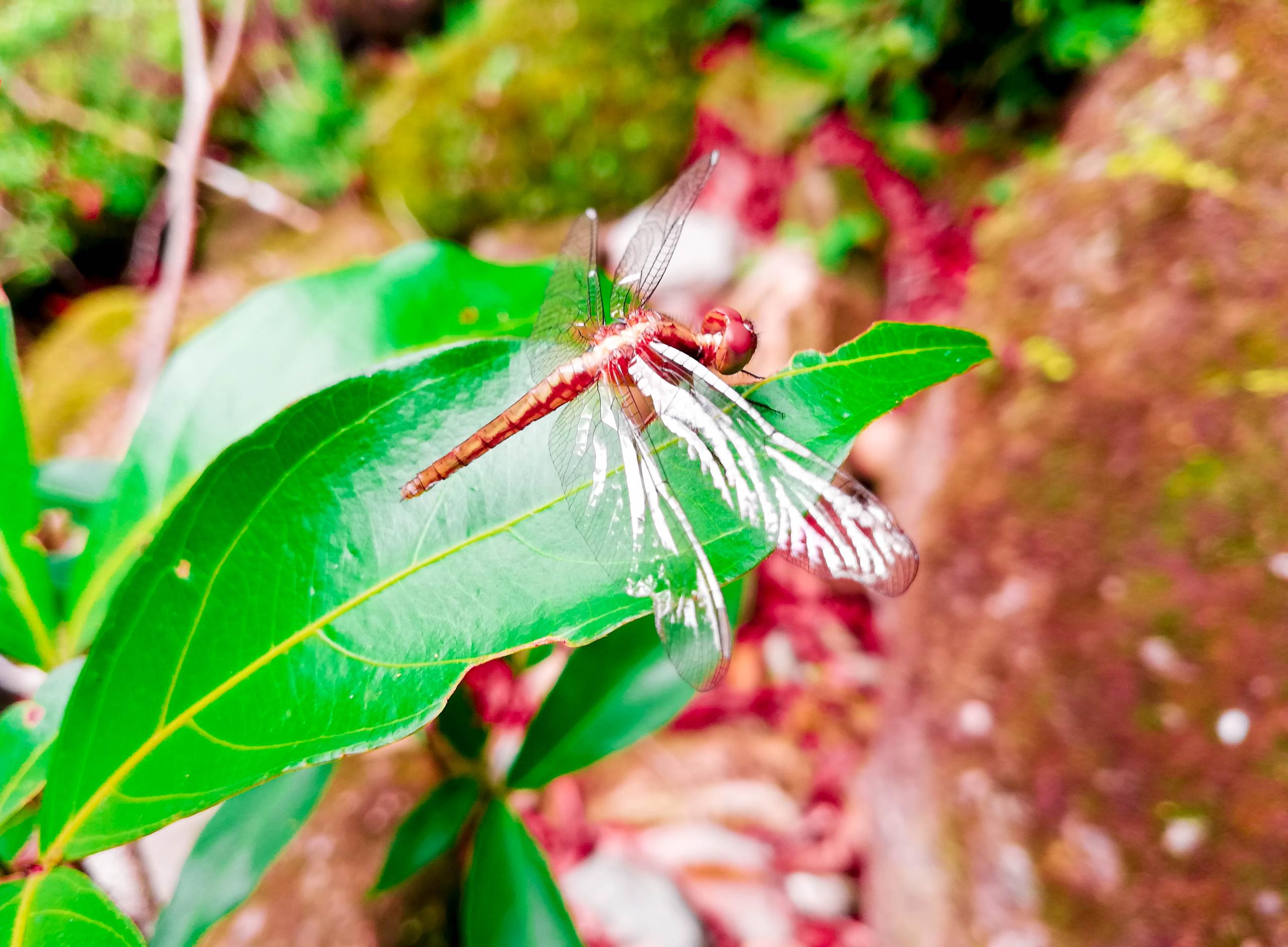 Libélula posada en una hoja de la selva