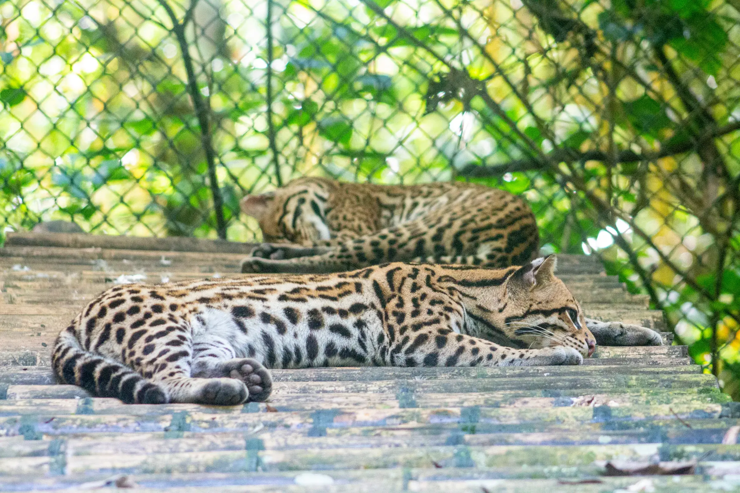 Tigrillos en el centro de fauna