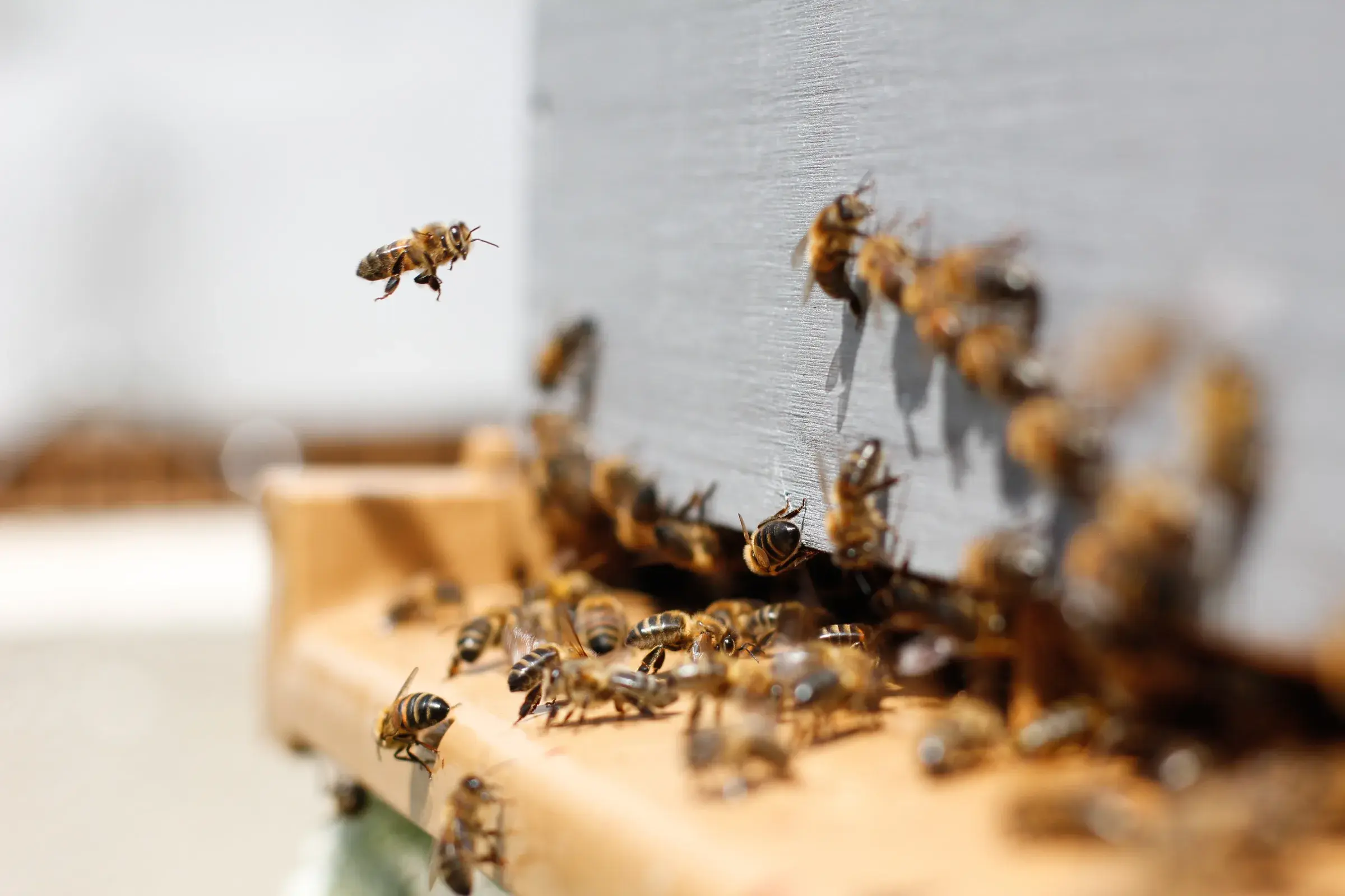 Abejas en la colmena del meliponario
