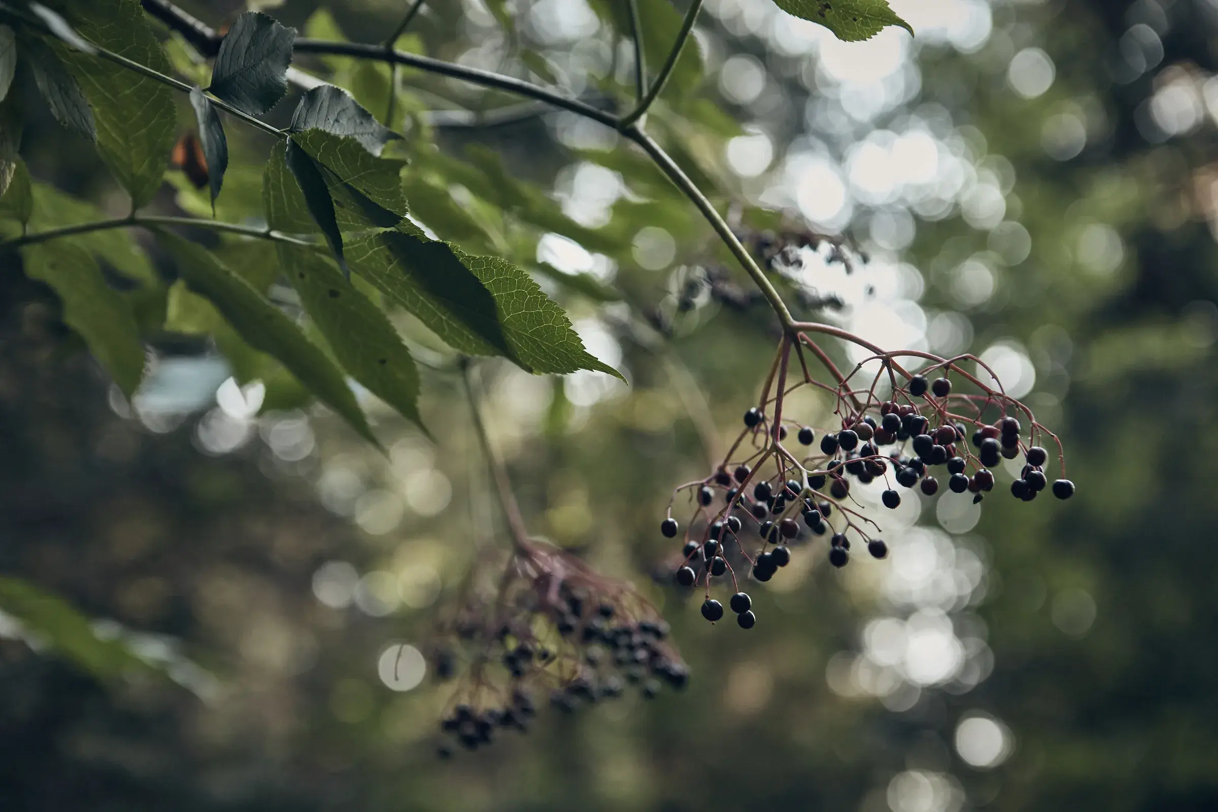 Frutos del bosque en la rama