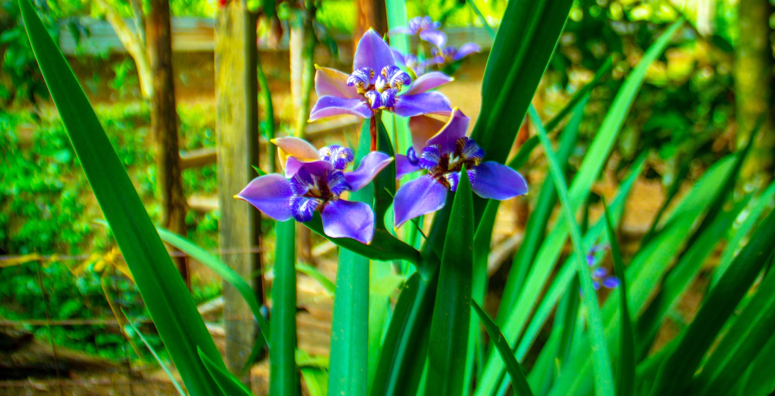 Flor de lirio en el jardín de Luna Eco Casa, Mocoa, Putumayo