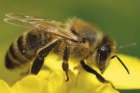 Abeja melipona sobre la flor